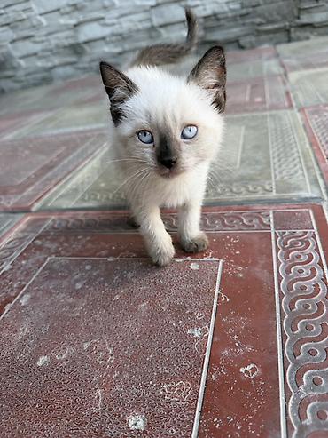 şotland pisiki: Siam — 6