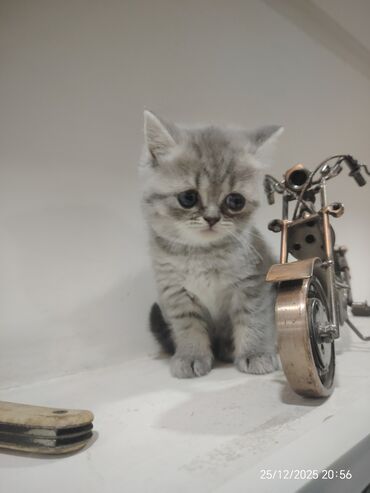 Pişiklər: Erkək, Dişi — 2