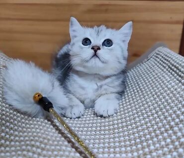 скоттиш страйт котята: Продаётся шотландский скоттиш страйт,окрас-мраморный,мальчик,2