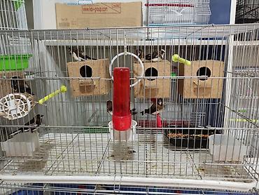 Птицы: Амадины очень просты в содержании и прекрасно подходят для начинающих — 4