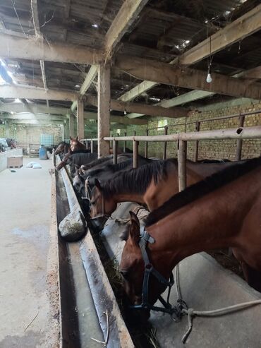 Лошади, кони: Жылкы, семиз бээ,айгыр,байтал,бышты,кунан,тай' сойуп бышырып жеткизип — 6