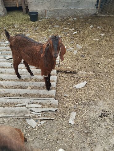 нубийские козы: Продаю | Коза (самка) | Битал | Для молока | Племенные