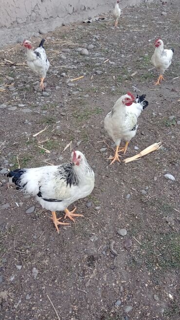 бройлеры оптом: Петушки адлеры 15шт больше 4 месяцев