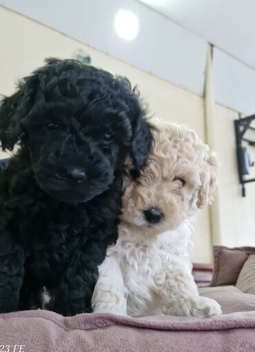 kanqal dişi: Poodle, 2 months dog, Female dog, Pulsuz çatdırılma