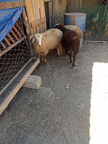 balakən heyvan satisi: 3 bas Quzu 2 erkey 1 diwi 4-5 ayliq quzulardir.Diri Cekileri 30-33 klo — 5