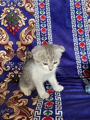 скотский рынок: Котята шотландские вислоухие и прямоухие, домашнего выращивания. - — 8