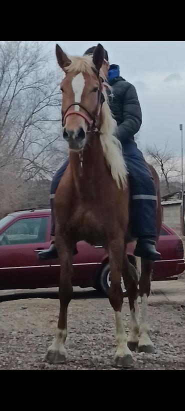 Лошади, кони: Продаю | Кобыла (самка) | Рабочий — 7