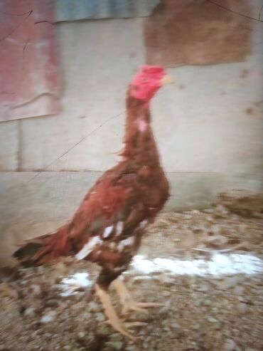 Xoruzlar: Məhsul: Uzunboyun döyüş tipi xoruz (fotoşəkillərdəki) Təsvir: - — 7