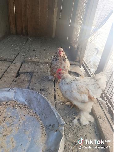 quslar haqqinda melumat: Koxin beçələr 5 aylıqdılar qiymət birinə aiddi sağlamdılar — 2