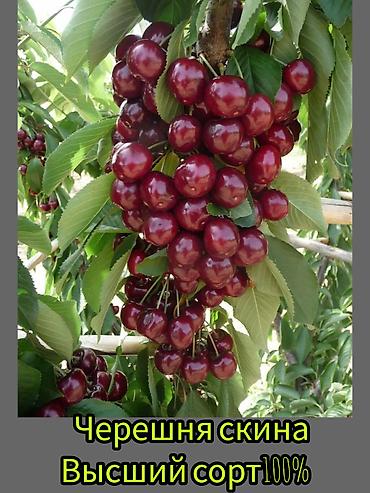 Другие фруктовые и ягодные растения: Саженцы плодовых культур (разные сорта) оптом и в розницу. Успейте — 10