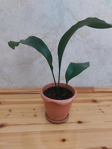 beqoniya: Qapalı güllər – 2 növ dekorativ bitki birgə 1) Aspidistra (Cast Iron — 1