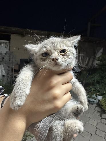 коты бишкек: Котята даром, помёт разноокрасочный. - Возраст: котята ещё маленькие — 6
