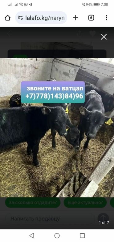 Коровы, быки: Продаю | Корова (самка), Бык (самец), Тёлка | Ангус, Герефорд, Голштин | На откорм, На забой, Для разведения | Племенные, Стельные