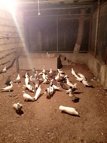 Göyərçinlər: Kom şekilde sahiblendirilir — 8