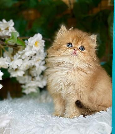 Pişiklər: Britan — 5