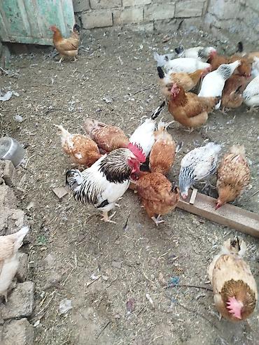 gence toyuqlar: Toyuq, Yumurtalıq — 4
