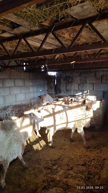 Баран, овца: Продаю | Овца (самка) | Для разведения — 8
