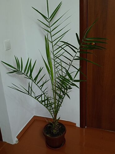 Пальмы: Кара -Балта финиковая пальма