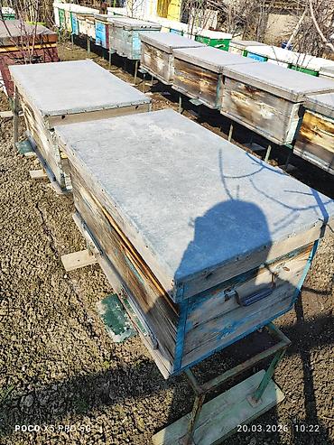 Другие хозтовары: ПРОДАМ Пчелопавилион. Нуклеусы. Лежаки. Медогонку Грановского at lalafo.kg — 2 Другие хозтовары: ПРОДАМ Пчелопавилион. Нуклеусы. Лежаки. Медогонку Грановского — 2