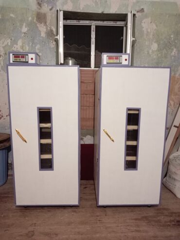 simental inekler azerbaycanda: İnkubator 1000 yumurtalıq zakasla yigilir çıxış faizi 85-90 fayizi