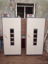 dana qiyməti xacmaz: İnkubator 1000 yumurtalıq zakasla yigilir çıxış faizi 85-90 fayizi