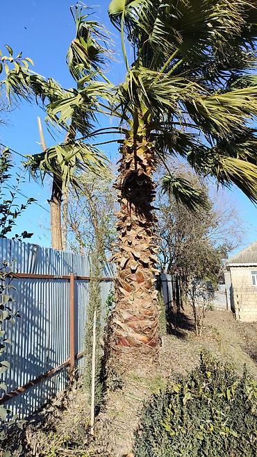 pustə ağacı satılır: Dekorativ palma ağacı – fan formalı yarpaqları olan, hündür gövdəli — 1