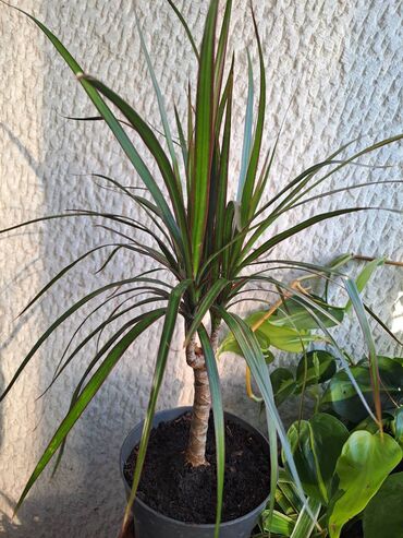Vaze i saksije: Yucca, Drvo Zivota, 70 centimetara sa prve slike je 1500, Spatifilum — 9