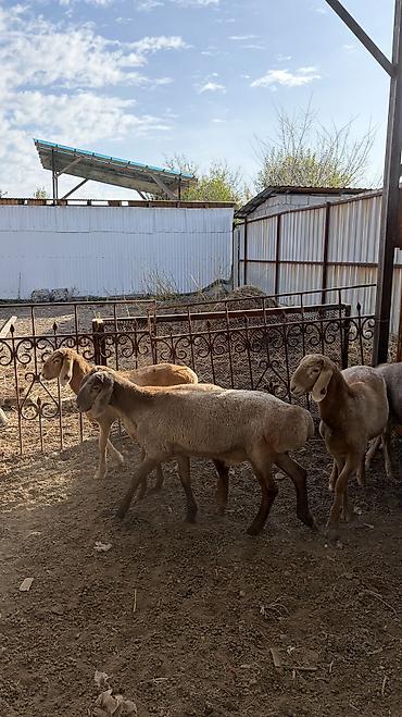 купить корову алатауской породы: Продаю | Овца (самка), Ягненок, Баран (самец) | Арашан | Для разведения — 9