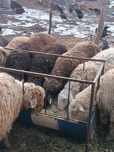 Бараны, овцы: Продаю | Ягненок | Меринос | На забой | Кастрированные at lalafo.kg — 4 Бараны, овцы: Продаю | Ягненок | Меринос | На забой | Кастрированные — 4