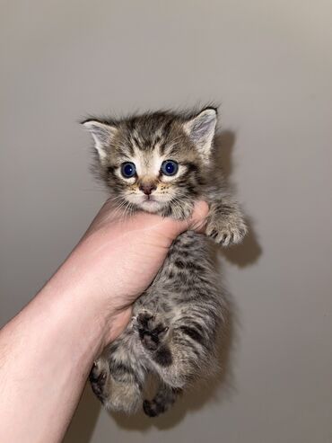 отдам котята: 1 месяц, Девочка