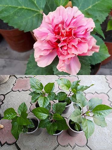 Фикусы: Комнатные растения — коллекция укоренённых саженцев и деток - Фикусы — 28