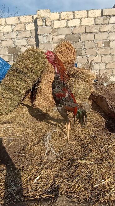 Xoruzlar: Satılır tecılı pul lazımdır deyə anacaq mamiz vurur xoruz 8ayligdi — 8