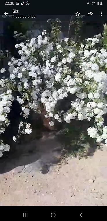 sitili: Ağ çiçəkli bəzək kolları – spirea (iyun gülü) fidanları - Bitki növü — 1