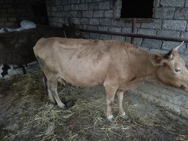 Inəklər, öküzlər: Erkək, il: 1, Damazlıq, Ünvandan götürmə — 10