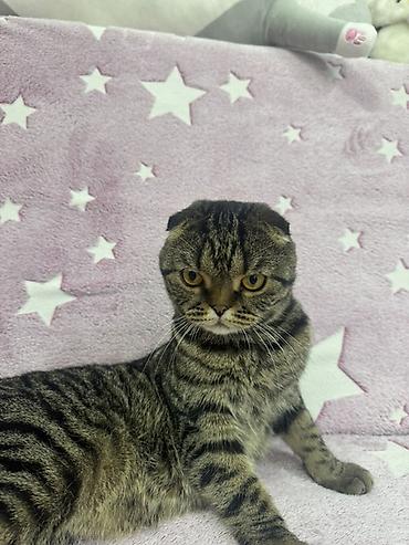 скотиш фолд котята: Шотландские вислоухие котята (Scottish Fold) Два мальчика и две — 9