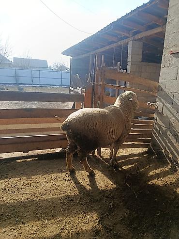 Козы, козлы: Продаю | Козёл (самец) | Для разведения | Осеменитель — 15