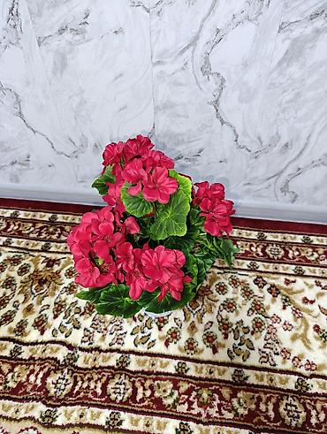 Декоративные цветы: Горшечные примулы (Primula) — декоративные комнатные растения с — 14