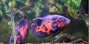 akvarium balaca: Oskar balığı, Yırtıcı — 2