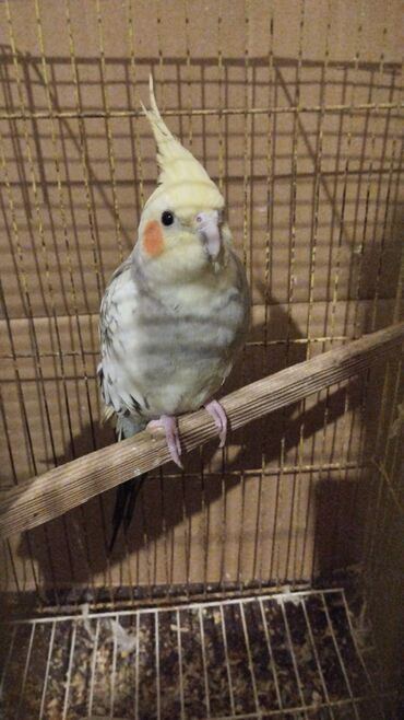 Tutuquşları: Məhsul: Nimfa (Cockatiel) tutuquşuları – ağ-sarı rəngli, yanaqlarda — 5