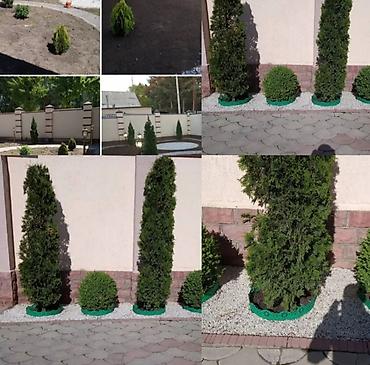 Газон: Поссев газон✓ Посадка цветов ✓ Посадка декоративных растений ✓ — 8