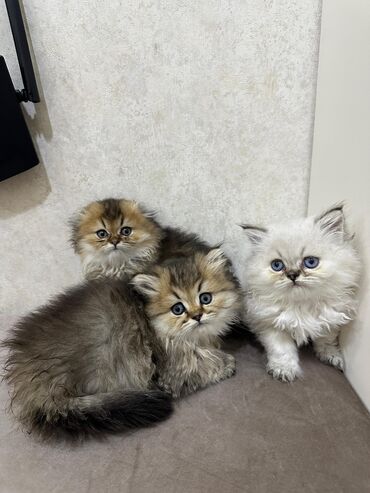 Pişiklər: Britan, Yaxşı əllərə — 10