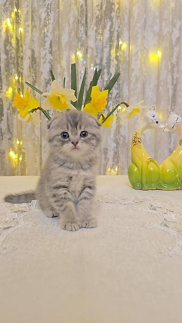 Pişiklər: Şotland — 14