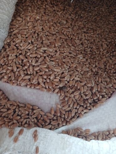 цена пшеницы в бишкеке 2023: Семена и саженцы Самовывоз