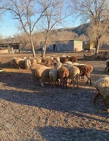 Товары и оборудование для с/х животных: Кормушка для овец (круглая) - Вместимость: рассчитана на 12–14 голов — 5