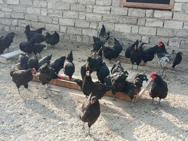 Toyuqlar: Toyuq, Australorp, Yumurtalıq — 13