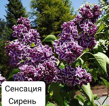 сирень цветы: Сирень — декоративные сорта для сада Доступные сорта на фото: - — 1