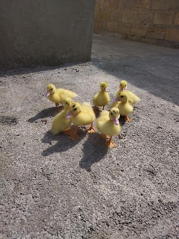 ördekler: Dişi, | Lal ördək, Damazlıq, Ünvandan götürmə — 3