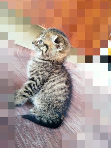 pişik sumkası: Шотландская, Самка, В добрые руки, Самовывоз