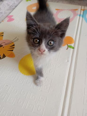 сабака ххх: Одалим добрыйе руки Котёнок, окраса серо-белый (биколор). Короткая — 3