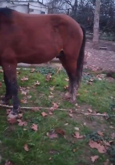 Atlar: Qəhvəyi rəngli at - Cins: yerli tip, qara yalı və quyruğu - Rəng — 3